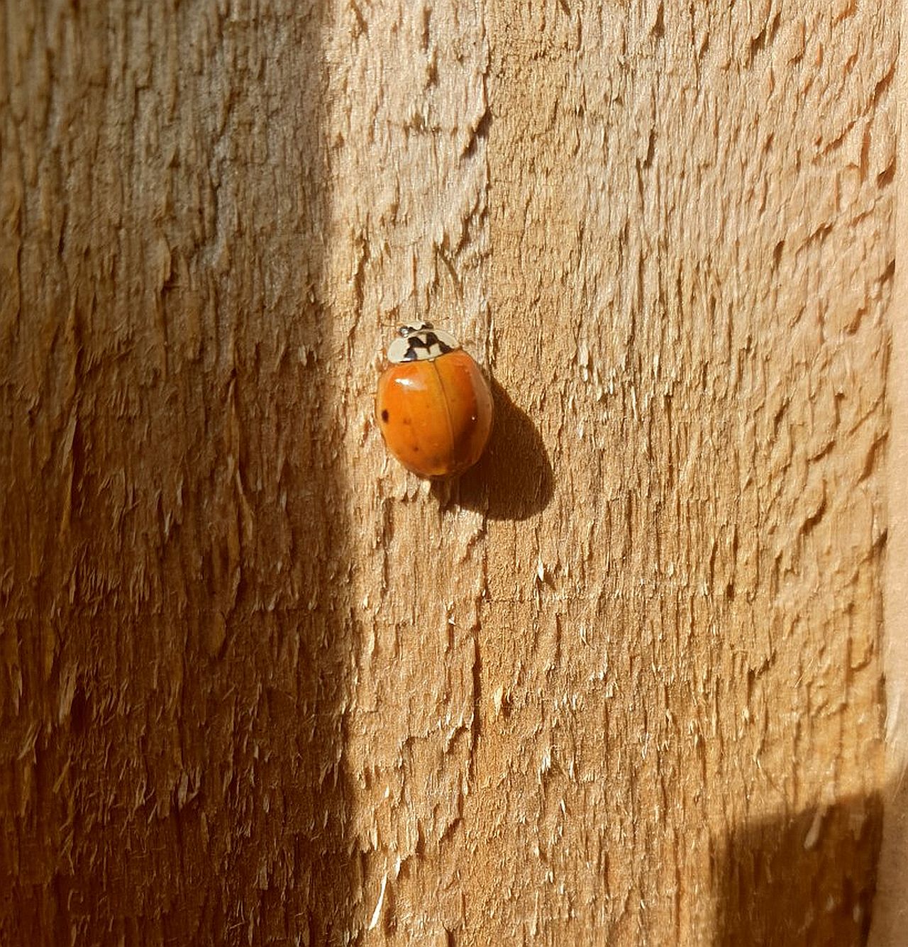  Harlequin Ladybird 